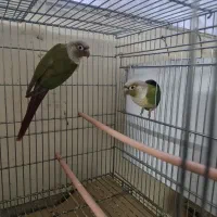 جفت گرینچیک