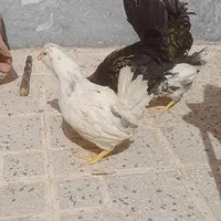 نیمچه خروس ومرغ گلین ،طوسی ،پنگوئنی|حیوانات مزرعه|اصفهان, شهرک کاوه|دیوار
