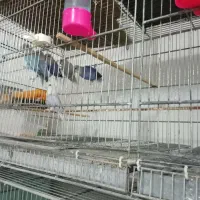 عروس هلندی فنچ سره مرغ عشق قناری کفتر|پرنده|نجف‌آباد, گلدشت|دیوار