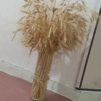 خوشه گندم