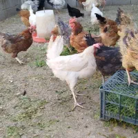 مرغ محلی|حیوانات مزرعه|ثلاث باباجانی, |دیوار