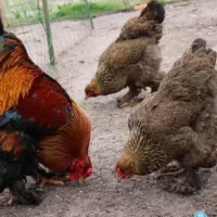 خروس و مرغ برهما