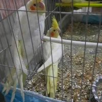 سلام ستا جوجه دوماه عروس  هلندی|پرنده|مشهد, شهید احمدی روشن|دیوار