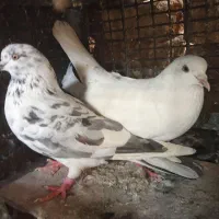 کبوتر پرشی|پرنده|رستم‌آباد, |دیوار