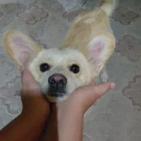 گمشده