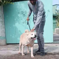 اکیتا ژاپنی نر و ماده اماده|سگ|تهران, ایوانک|دیوار