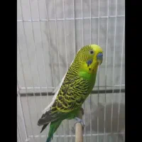 مرغ عشق یک جفت