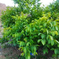 فروش-1-5-حبه-باغ-پسته-و-750-متر-خانه-باغ