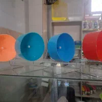 همستر.خوکچه.خرگوش.موش سوری|لوازم جانبی حیوانات|زنجان, |دیوار