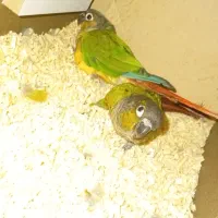 جفت گرینچیک|پرنده|اردکان, |دیوار