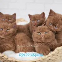 گربه چاکلت ناتلای واقعی و خوشمزه