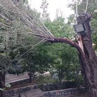 خدمات باغبانی هرس درختان قطع درختان خشک