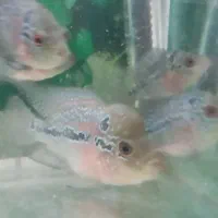 فلاور ماهی|ماهی|زنجان, |دیوار