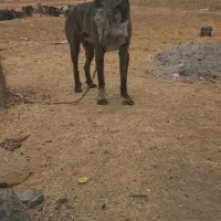 سلام همشهری عزیز این سک گمشده