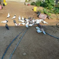 عروس هلندی و کبوتر|پرنده|درگهان, |دیوار