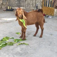 چهار عدد بز|حیوانات مزرعه|اهواز, کوی علوی|دیوار