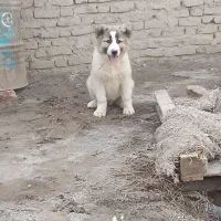 سگ نژاد دار|سگ|نیمروز, |دیوار