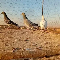 کبوتر آلمانی|پرنده|تربت جام, معدآباد|دیوار