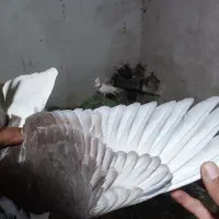 نر و ماده ساده کاکلی|پرنده|تربت‌حیدریه, آغوی|دیوار
