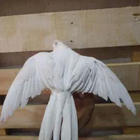 عروس هلندی نر آلبینو|پرنده|آران و بیدگل, |دیوار