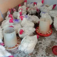مرغ مادر جوان با پرکن رایگان