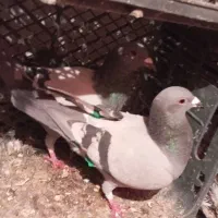 کبوتر پلاکی و کرس|پرنده|جوانرود, |دیوار