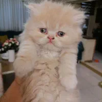 پرشین های زیبا وشیطون