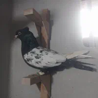 چهار تا کفتر|پرنده|شیراز, کوشک میدان|دیوار