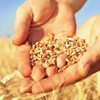 گندم دیم وابی