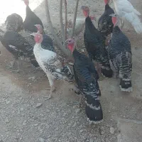 فروش ۱۶ عدد بوقلمون ۶ ماهه و یه دونه دوساله|حیوانات مزرعه|رونیز, |دیوار