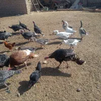 مرغ،خروس،بوقلمون،غاز. فروشی