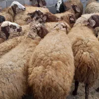 گوسفند میش و بره