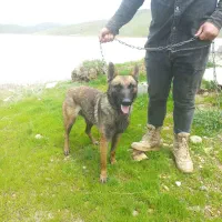 سگ مالینویز