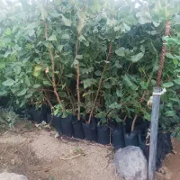 فروش نهال پسته|خدمات باغبانی و درختکاری|زرند, |دیوار