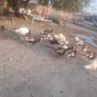 ۱۰عدد بوقلمون|حیوانات مزرعه|بازرگان, |دیوار