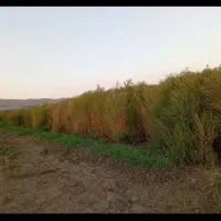 جارو سبز نزدیک به رسیدن|لوازم نظافت|محمدشهر, علی آباد گونه|دیوار