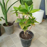 گل های آپارتمانی و بیرونی با قیمت مناسب