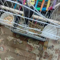 عروس هلندی نر۱/۵ مست مست