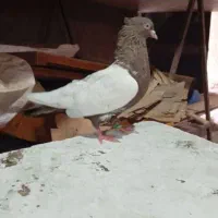 کفتر کبوتر سار ساده|پرنده|مشهد, اسماعیل آباد|دیوار