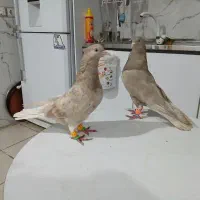 یه جفت کرم ماده خال سرکه ای عتیقه