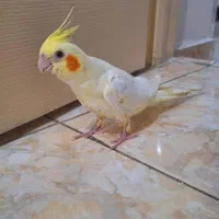 ۴ عدد عروس هلندی دستی|پرنده|رشت, نظری|دیوار