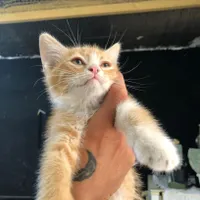 بچه گربه