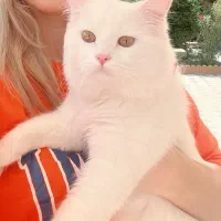 فروش گربه پرشین بریتیش با شناسنانه و واکسن زده|گربه|بندر گناوه, |دیوار