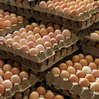 تخم مرغ بومی