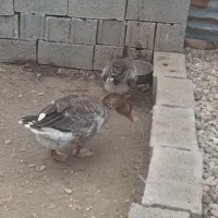 حیوانات مزرعه