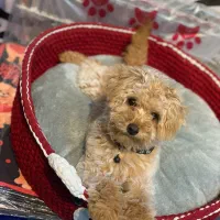 سگ توی پودل نر