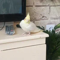 عروس هلندی|پرنده|مشهد, ابوذر|دیوار