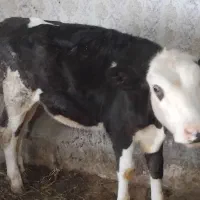 دوعددگوساله یکی هلشتاین یکی سمینتال|حیوانات مزرعه|مهربان, |دیوار