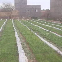 نشا پیاز|خدمات باغبانی و درختکاری|اسفرورین, |دیوار