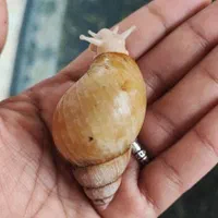 حلزون آچاتینا ۶عدد پنج سانتی صد خاک هم موجود هست